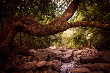 Obraz premium Road to Dudhsagar Waterfall. Goa, India. Brooks in the vicinity of the Dudhsagar Falls