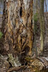 Fototapeta premium bark of an impressive old tree