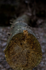 fallen tree in the forest