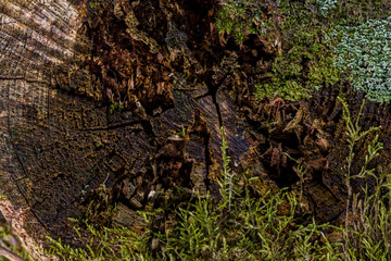 tree trunks covered with moss