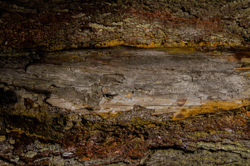 bark of an impressive old tree