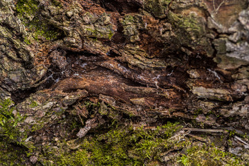tree trunks covered with moss