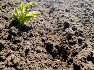 Planting seeds in the ground. Planting seeds in the ground beds. Man plants the crop.