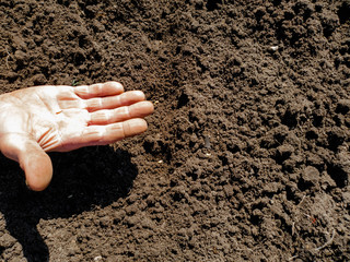 Planting seeds in the ground. Planting seeds in the ground beds. Man plants the crop.
