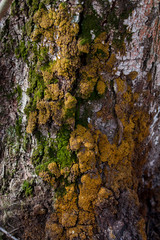 tree trunks covered with moss  and a lichen