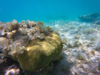 Coral