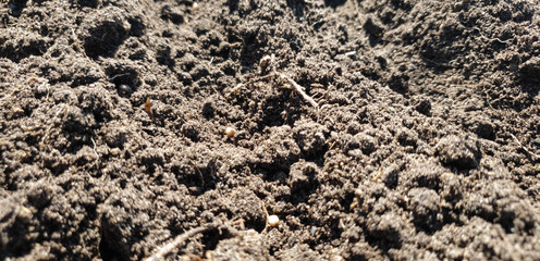 Planting seeds in the ground. Planting seeds in the ground beds. Man plants the crop.