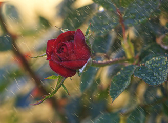red rose under the rain