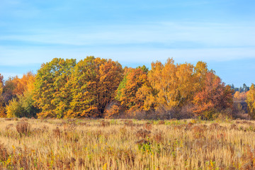 Fototapeta premium Autumn tree in nature. Golden autumn tree. Autumn tree in autumn nature scene - Immagine.