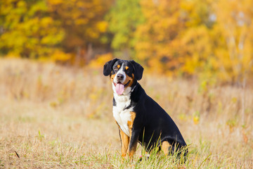 Swiss dog entlebucher Swiss outdoors.