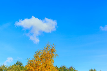 Obraz premium Autumn tree in nature. Golden autumn tree. Autumn tree in autumn nature scene - Immagine.