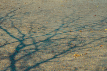 The shadow of the tree branches that ืno leaves in the summer of Thailand on the road floor at the parking car.