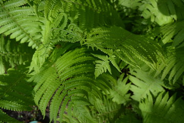 Unusual leaves of a fern with an interesting and mysterious lighting of the sun. Natural green forest fabulous background.