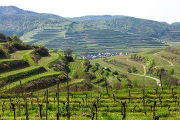 Obraz premium Kaiserstuhl