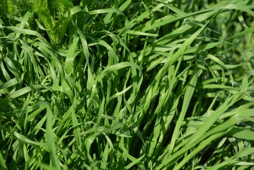 Fototapeta na wymiar Juicy bright and unusual grass, grass vegetation in the sun, fabulous green background.