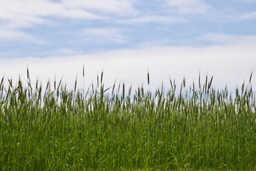 Campo com plantação de trigo, verde, e fundo com céu visível.