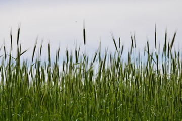 Campo com plantação de trigo, verde, e fundo com céu visível.