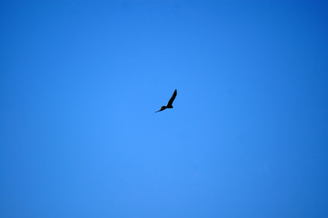  Mäusebussard am wolkenlosen blauem Himmel