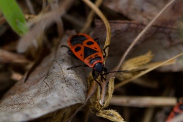 Macro de escaravelho de fogo