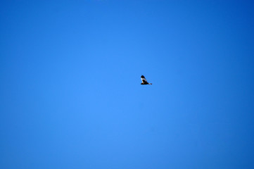  Mäusebussard am wolkenlosen blauem Himmel
