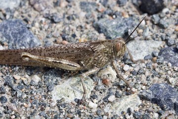 Macro de gafanhoto malhado em pavimento de pedras