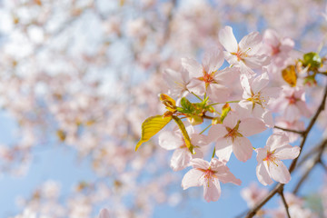 Spring flowering of sakura. Background for a festive wedding greeting card and wedding invitation.