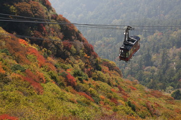 紅葉の中を進むロープウェイ