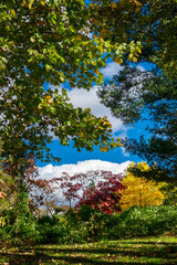 Tight crop of trees and bushes showing their multicolored fall foliage, in front of a beautiful blue sky and white clouds on a stunning Autumn Day in Sleepy Hollow, Upstate New York, NY, , USA