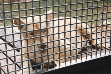 Young female lion in the zoo cage.
