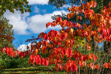 Beautiful red and yellow colord fall foliage, against green grass and trees and a stunning blue sky and white flyffy clouds, Sleepy Hollow, Upstate New York, NY, USA