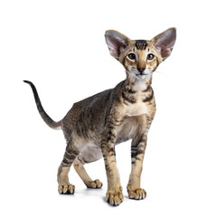 Cute Oriental Shorthair cat kitten, standing slightly side ways /  facing front, looking at camera with green eyes. Isolated on white background. Tail fierce in air.