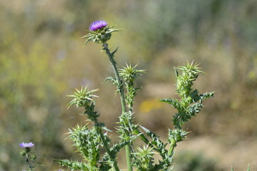 flowers in the garden