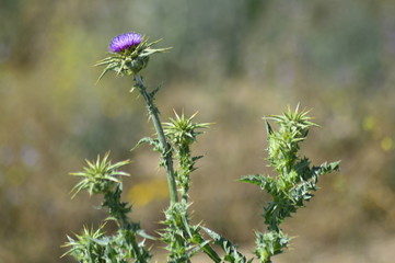 flowers in the garden