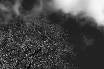 Tall tree, branches, and twigs reaching into a dark cloudy sky in black and white