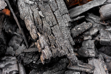 texture of burned bark of a tree