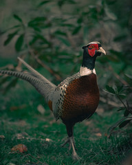 pheasant in field
