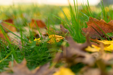 Multi-colored foliage and green grass on a sunny autumn day in Upstate New York