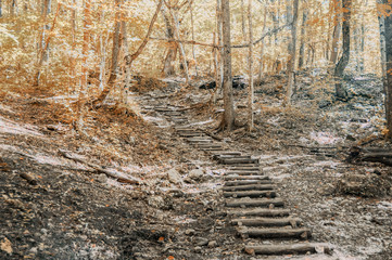  Wooden staircase on a forest path. Hiking trail in the big Crimean canyon, the Crimean peninsula,...