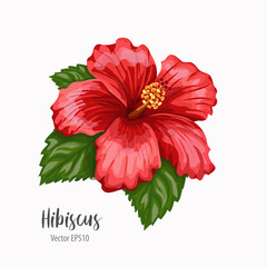 Hibiscus red flower isolated on white background