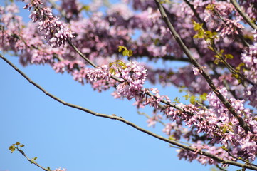 flowers in spring