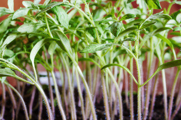 Fototapeta premium Tomato seedlings. Tomato sprouts grown in indoor conditions, for subsequent planting in the ground