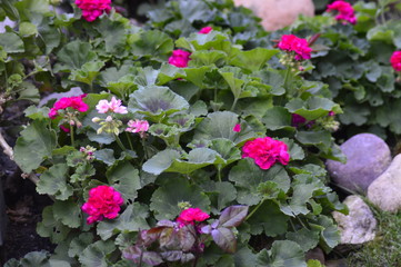 flowers in the garden