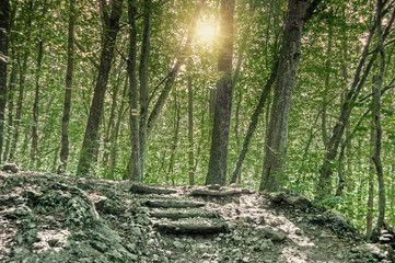 Obraz premium Wooden staircase on a forest path. Hiking trail in the big Crimean canyon, the Crimean peninsula, Krasnodar region, Russia