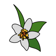 exotic tropical flower and leafs