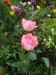 pink tulips in garden
