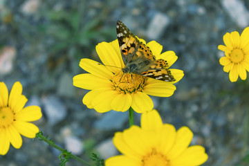 Beautiful butterfly on a yellow flower. Selective focus.