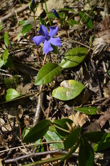 flowers in the garden