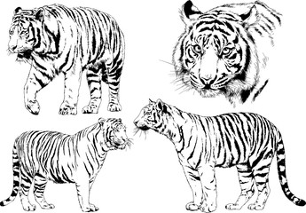 set of vector drawings on the theme of predators tigers are drawn by hand with ink tattoo logos	