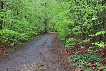 path in forest