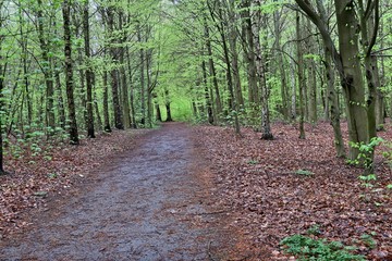 path in the forest